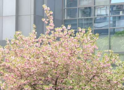 涉及人工智能、地质灾害防治技术 多个智慧城市项目招标中