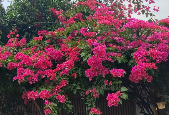 济宁兖州：从“看天吃饭”到“看屏管田”  数智赋能为农业生产装上“智慧大脑”