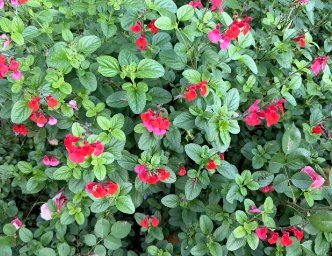 工业和信息化部办公厅 国家数据局综合司关于联合实施2026年“模数共振”行动的通知